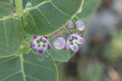 Calotropis procera